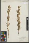 Foto von Salix rigida Muhl.